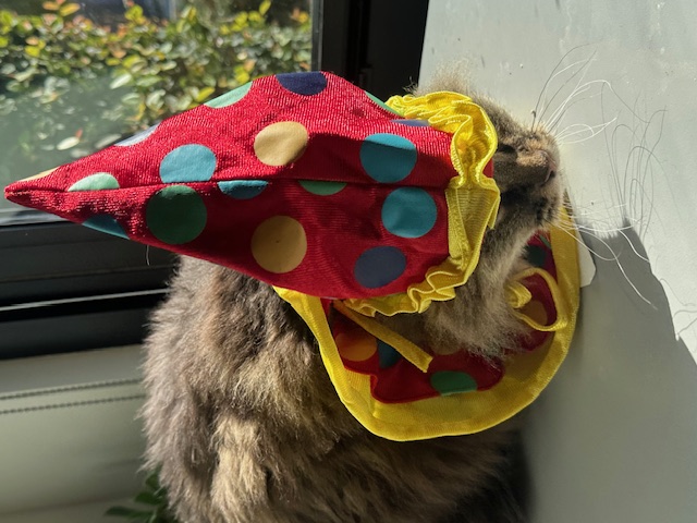 Cat 1