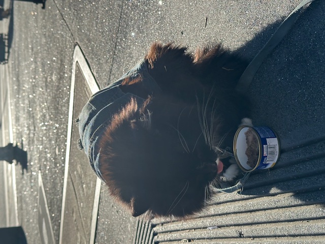 Cat 2