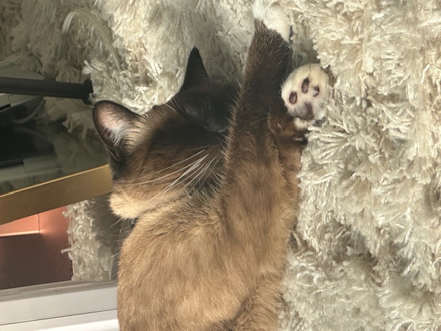Cat 3