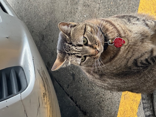 Cat 5