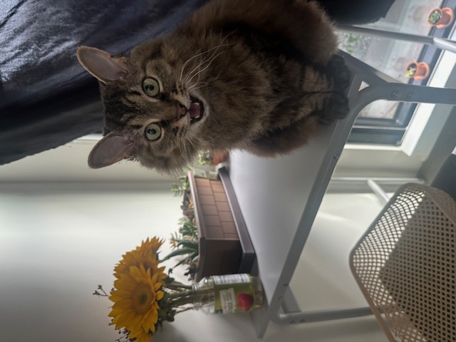 Cat 8